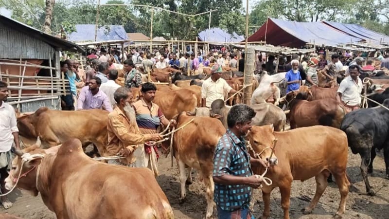 ডোমারে হাটে পশু বিক্রির রশিদে অতিরিক্ত টাকা তোলার অভিযোগ, প্রতিবাদ করায় মোবাইল ভাঙচুর