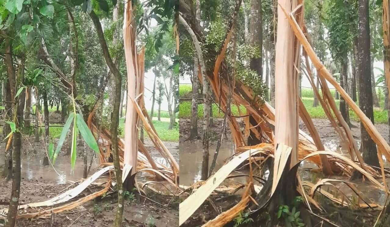 বজ্রপাতে ছিন্নভিন্ন আকাশমণি গাছ, আতঙ্কিত এলাকাবাসী