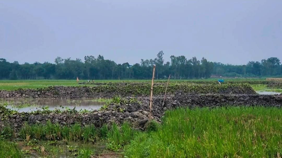 বগুড়ায় ফসলি জমিতে পুকুর খনন, প্রশাসনের হস্তক্ষেপ দাবি এলাকাবাসীর