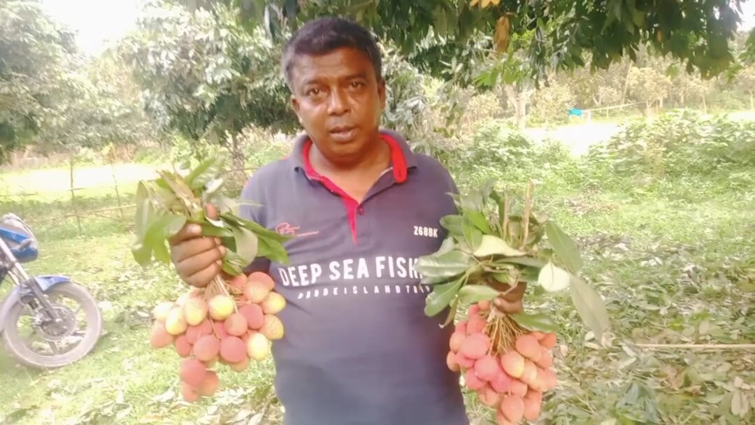 দিনাজপুরে লিচুর বাজার জমজমাট; অর্ধশত কোটি টাকার বানিজ্যের আশা