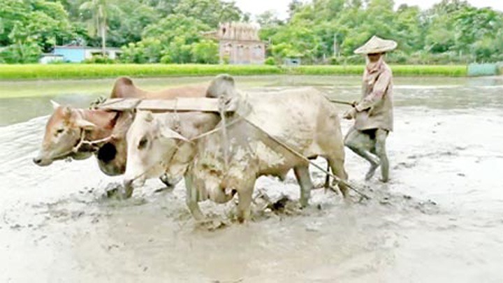 মেহেরপুরে সার সংকট নিয়ে আমন ধানের আবাদ শুরু